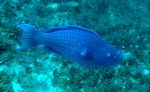 blue parrotfish (Scarus coeruleus)
