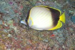 Chaetodon gardineri, Gardner's butterflyfish