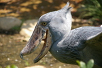 shoebill, whalehead, shoe-billed stork (Balaeniceps rex)