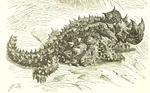 thorny dragon, thorny devil (Moloch horridus)