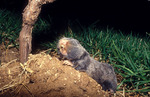 Middle East blind mole-rat, Palestine mole-rat (Spalax ehrenbergi)