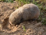 lesser mole-rat (Spalax leucodon)