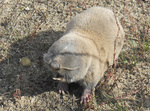 greater mole-rat (Spalax microphthalmus)