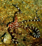 wonderpus octopus (Wunderpus photogenicus)
