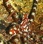 wonderpus octopus (Wunderpus photogenicus)