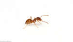 Rasberry crazy ant, tawny crazy ant (Nylanderia fulva)