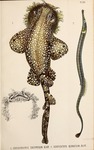 tasselled wobbegong (Eucrossorhinus dasypogon)