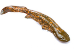 hellbender salamander (Cryptobranchus alleganiensis)
