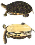 chicken turtle (Deirochelys reticularia)