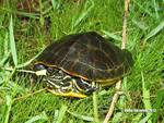 chicken turtle (Deirochelys reticularia)