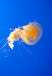 Phacellophora camtschatica (fried egg jellyfish, egg-yolk jellyfish)
