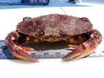 Metacarcinus gracilis (graceful rock crab, slender crab)
