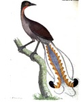 superb lyrebird (Menura novaehollandiae)