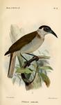 New Britain friarbird (Philemon cockerelli)