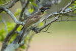 little friarbird (Philemon citreogularis)