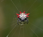 Gasteracantha cancriformis (spinybacked orbweaver spider)