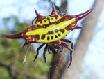 Gasteracantha versicolor (long-winged kite spider)
