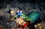 Odontodactylus scyllarus (peacock mantis shrimp)