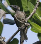 helmeted friarbird (Philemon buceroides)