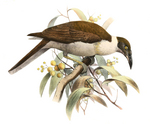 Manus friarbird, white-naped friarbird (Philemon albitorques)