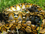 reticulated python (Python reticulatus)
