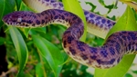spotted python (Antaresia maculosa)