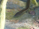 Irian python, Papuan python (Apodora papuana)