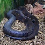 Bismarck ringed python (Bothrochilus boa)