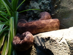 rough-scaled python (Morelia carinata)