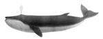 fin whale (Balaenoptera physalus)