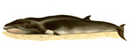 common minke whale, northern minke whale (Balaenoptera acutorostrata)