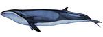 pygmy right whale (Caperea marginata)