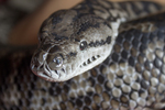 murray darling carpet python (Morelia spilota metcalfei)