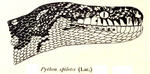 carpet python (Morelia spilota)