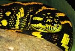 jungle carpet python (Morelia spilota cheynei)