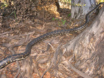 southern carpet python (Morelia spilota imbricata)