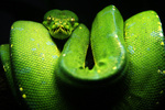 green tree python, chondro (Morelia viridis)
