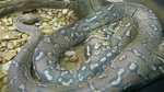 Angolan python, Anchieta's dwarf python (Python anchietae)