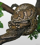 Angolan python, Anchieta's dwarf python (Python anchietae)