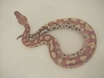 Brongersma's short-tailed python, blood python (Python brongersmai)