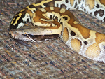 Brongersma's short-tailed python, red blood python (Python brongersmai)