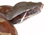 Brongersma's short-tailed python, blood python (Python brongersmai)