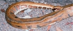 Myanmar short-tailed python (Python kyaiktiyo)