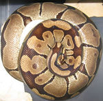 ball python, royal python (Python regius)