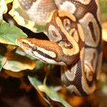ball python, royal python (Python regius)