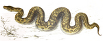 Southern African rock python (Python sebae natalensis)