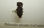 Nosoderma plicatum