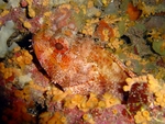 Scorpaena loppei, Cadenat's rockfish