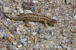sand lizard, sandlizard (Lacerta agilis) male