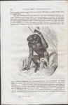 agile gibbon, black-handed gibbon (Hylobates agilis)